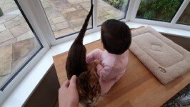 Emily Meeting The Cats Emily Meeting The Cats